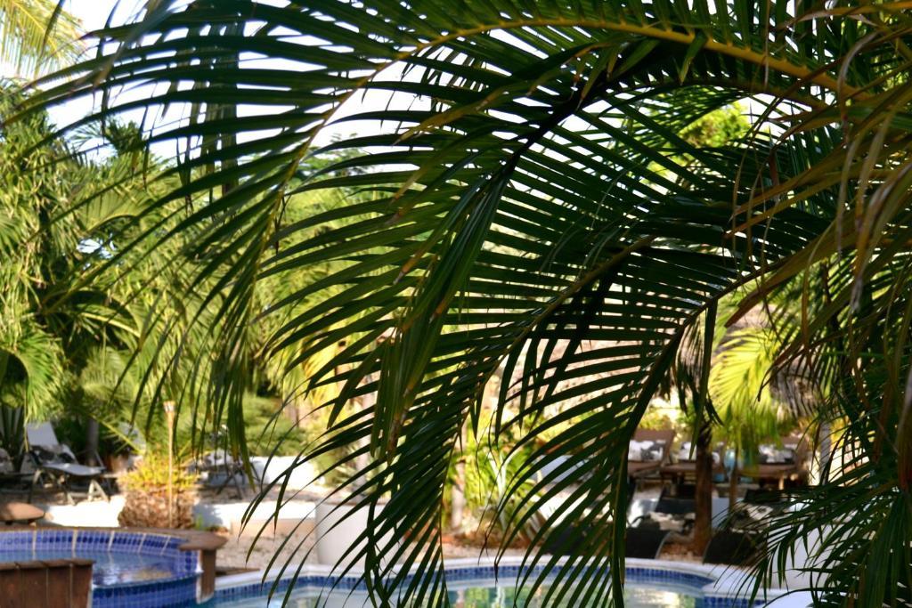 Bananas Apartments Palm Beach Bagian luar foto